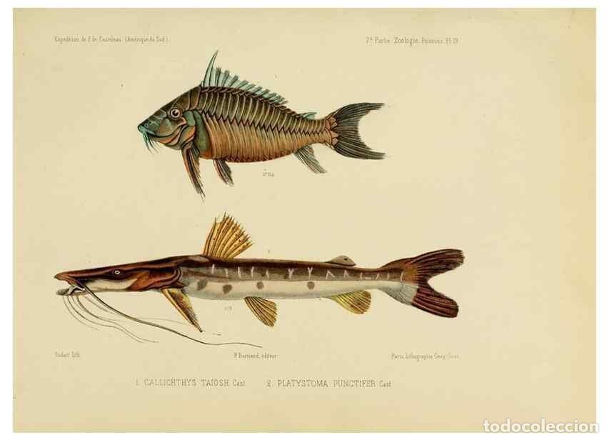 Sammeln von Zeitschriften und Zeitungen: Reproducci&oacute;n/Reproduction 49814598752: Exp&eacute;dition dans les parties centrales de l'Am&eacute;rique du Sud. P