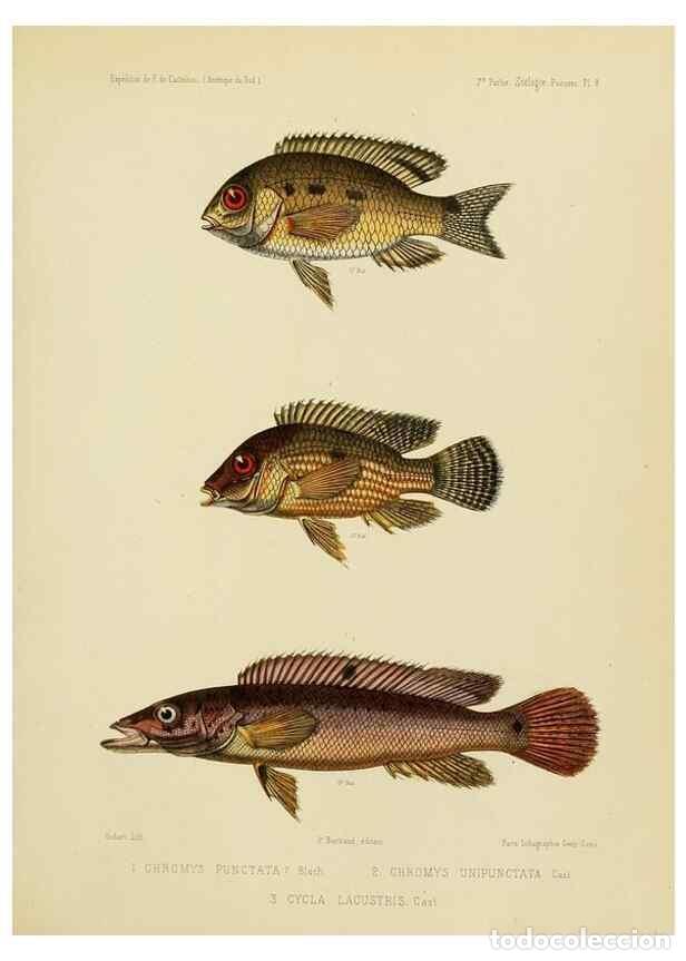 Sammeln von Zeitschriften und Zeitungen: Reproducci&oacute;n/Reproduction 49814595532: Exp&eacute;dition dans les parties centrales de l'Am&eacute;rique du Sud. P