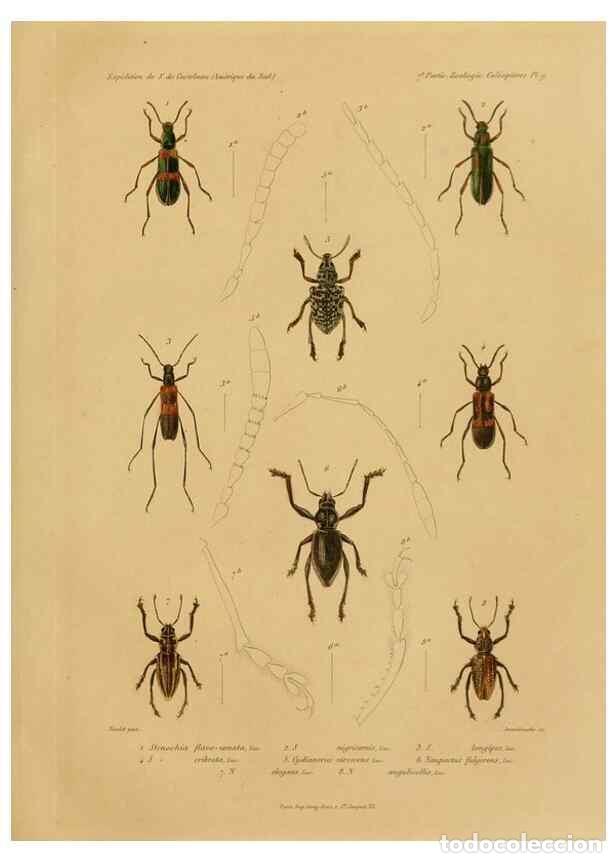 Sammeln von Zeitschriften und Zeitungen: Reproducci&oacute;n/Reproduction 49814681762: Exp&eacute;dition dans les parties centrales de l'Am&eacute;rique du Sud. P