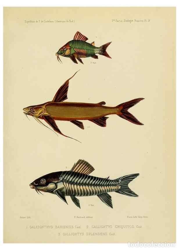 Sammeln von Zeitschriften und Zeitungen: Reproducci&oacute;n/Reproduction 49814598457: Exp&eacute;dition dans les parties centrales de l'Am&eacute;rique du Sud. P