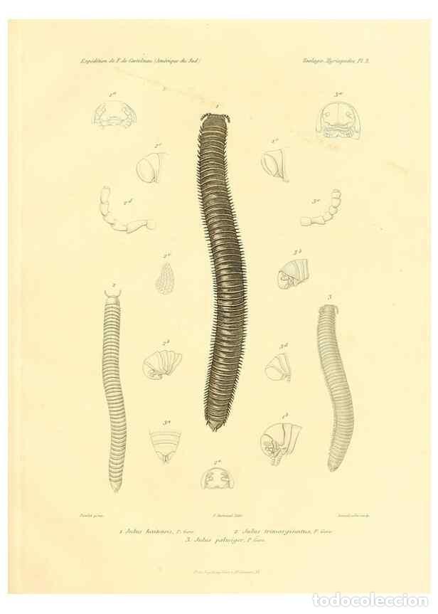 Sammeln von Zeitschriften und Zeitungen: Reproducci&oacute;n/Reproduction 49813860258: Exp&eacute;dition dans les parties centrales de l'Am&eacute;rique du Sud. P
