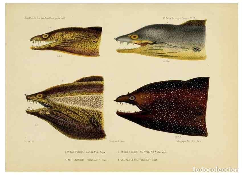 Sammeln von Zeitschriften und Zeitungen: Reproducci&oacute;n/Reproduction 49814605842: Exp&eacute;dition dans les parties centrales de l'Am&eacute;rique du Sud. P