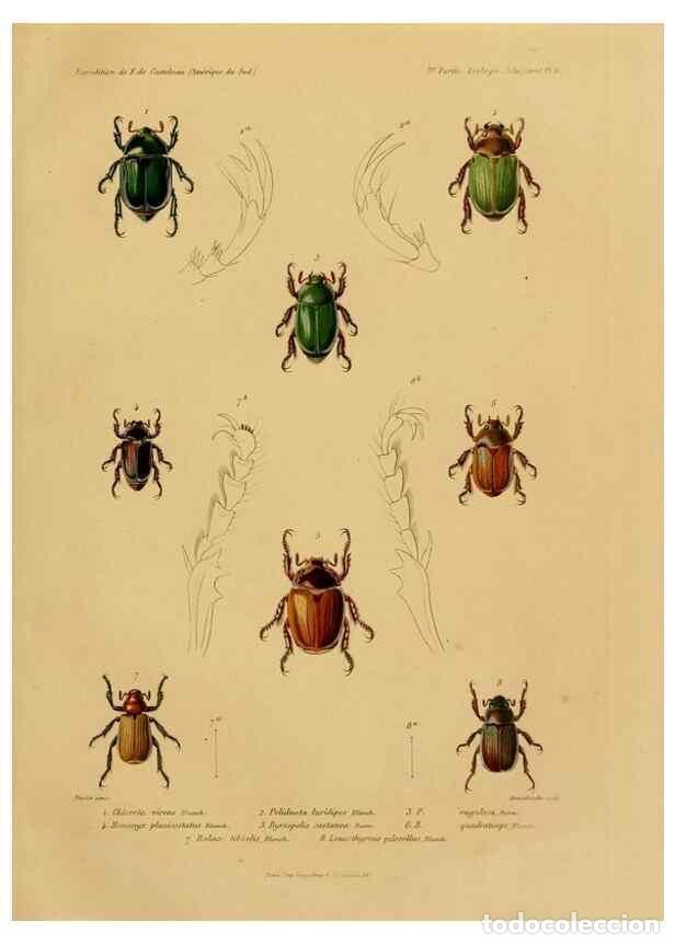 Sammeln von Zeitschriften und Zeitungen: Reproducci&oacute;n/Reproduction 49813835488: Exp&eacute;dition dans les parties centrales de l'Am&eacute;rique du Sud. P
