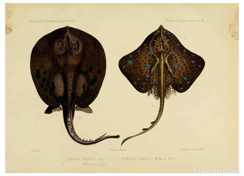 Sammeln von Zeitschriften und Zeitungen: Reproducci&oacute;n/Reproduction 49814607677: Exp&eacute;dition dans les parties centrales de l'Am&eacute;rique du Sud. P