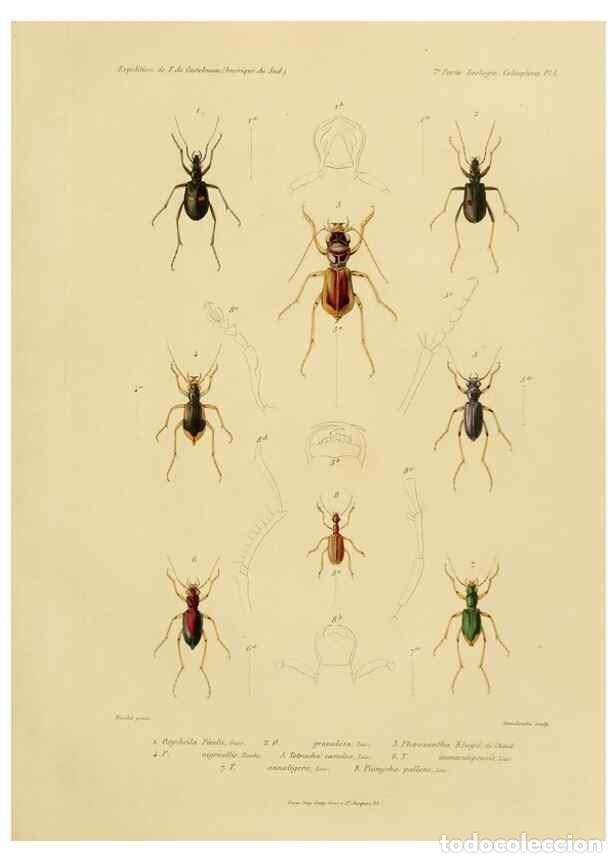 Sammeln von Zeitschriften und Zeitungen: Reproducci&oacute;n/Reproduction 49813833153: Exp&eacute;dition dans les parties centrales de l'Am&eacute;rique du Sud. P