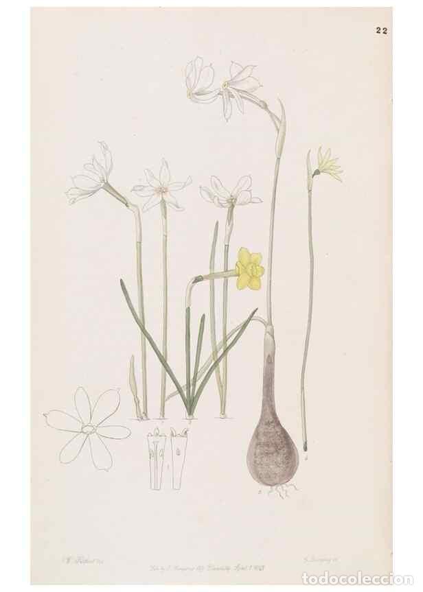 Sammeln von Zeitschriften und Zeitungen: Reproducci&oacute;n/Reproduction 49816921513: Edwards's botanical register.. London :James Ridgway,1829-184