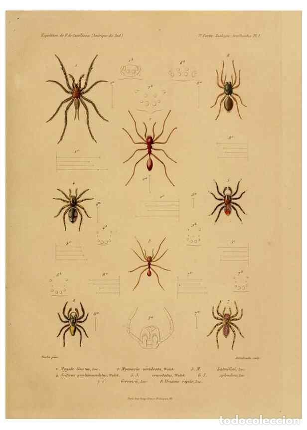 Sammeln von Zeitschriften und Zeitungen: Reproducci&oacute;n/Reproduction 49813832943: Exp&eacute;dition dans les parties centrales de l'Am&eacute;rique du Sud. P