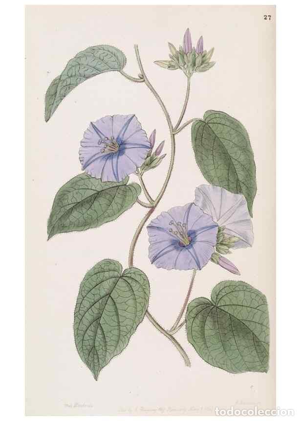 Sammeln von Zeitschriften und Zeitungen: Reproducci&oacute;n/Reproduction 49817764702: Edwards's botanical register.. London :James Ridgway,1829-184