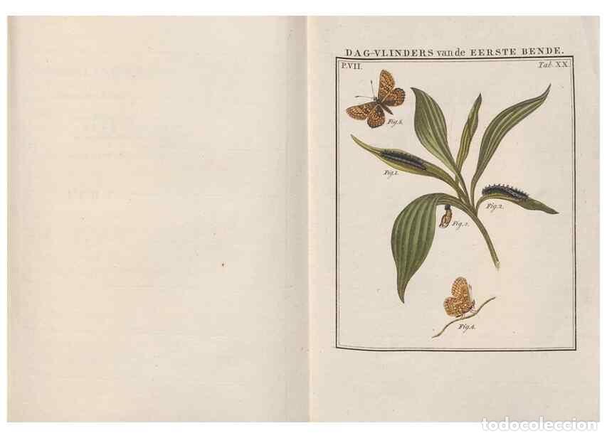 Collezionismo di Riviste e Giornali: Reproducci&oacute;n/Reproduction 49817073506: Beschouwing der wonderen Gods, in de minstgeachte schepzelen