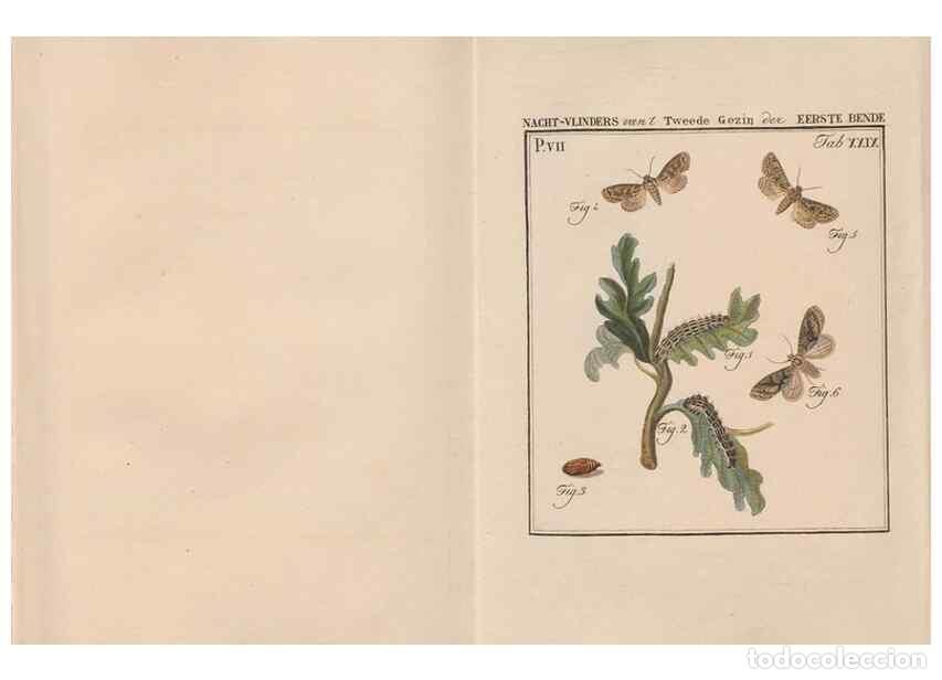 Collezionismo di Riviste e Giornali: Reproducci&oacute;n/Reproduction 49816542128: Beschouwing der wonderen Gods, in de minstgeachte schepzelen