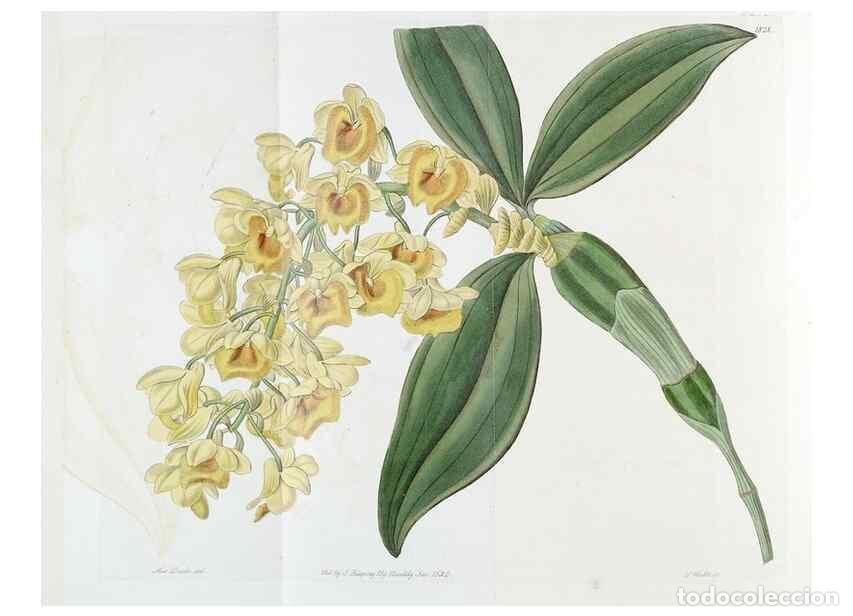 Collezionismo di Riviste e Giornali: Reproducci&oacute;n/Reproduction 49822519156: Edwards's botanical register.. London :James Ridgway,1829-184