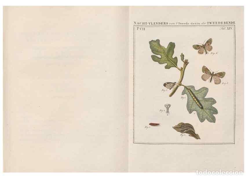 Collezionismo di Riviste e Giornali: Reproducci&oacute;n/Reproduction 49817380977: Beschouwing der wonderen Gods, in de minstgeachte schepzelen