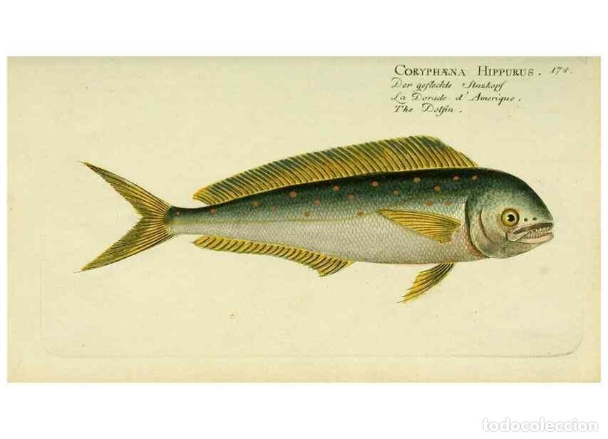 Collezionismo di Riviste e Giornali: Reproducci&oacute;n/Reproduction 49825454378: D. Marcus Elieser Bloch's, aus&uuml;benden Arztes zu Berlin ... Oe