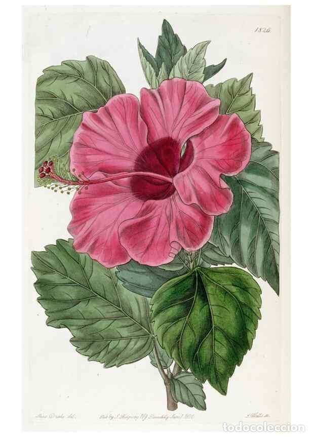 Collezionismo di Riviste e Giornali: Reproducci&oacute;n/Reproduction 49822518111: Edwards's botanical register.. London :James Ridgway,1829-184