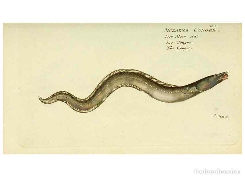 Collezionismo di Riviste e Giornali: Reproducci&oacute;n/Reproduction 49825979346: D. Marcus Elieser Bloch's, aus&uuml;benden Arztes zu Berlin ... Oe