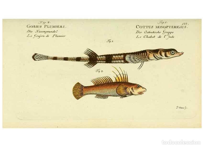 Collezionismo di Riviste e Giornali: Reproducci&oacute;n/Reproduction 49826306957: D. Marcus Elieser Bloch's, aus&uuml;benden Arztes zu Berlin ... Oe