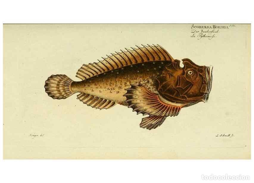 Collezionismo di Riviste e Giornali: Reproducci&oacute;n/Reproduction 49825458763: D. Marcus Elieser Bloch's, aus&uuml;benden Arztes zu Berlin ... Oe