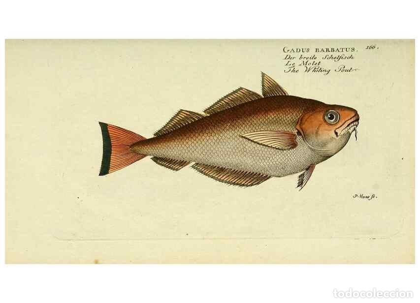 Collezionismo di Riviste e Giornali: Reproducci&oacute;n/Reproduction 49825984136: D. Marcus Elieser Bloch's, aus&uuml;benden Arztes zu Berlin ... Oe