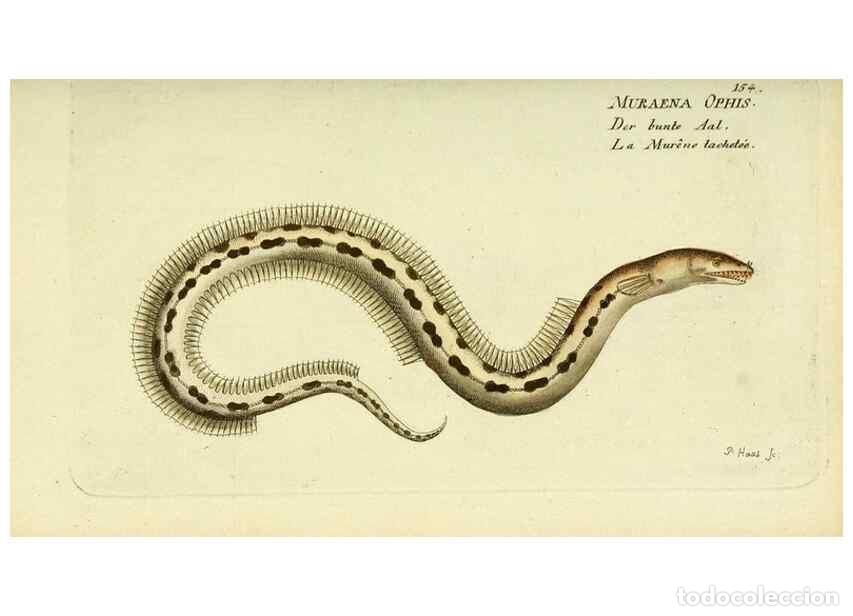 Collezionismo di Riviste e Giornali: Reproducci&oacute;n/Reproduction 49826296302: D. Marcus Elieser Bloch's, aus&uuml;benden Arztes zu Berlin ... Oe