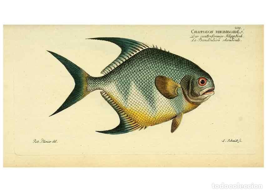 Collezionismo di Riviste e Giornali: Reproducci&oacute;n/Reproduction 49826319997: D. Marcus Elieser Bloch's, aus&uuml;benden Arztes zu Berlin ... Oe