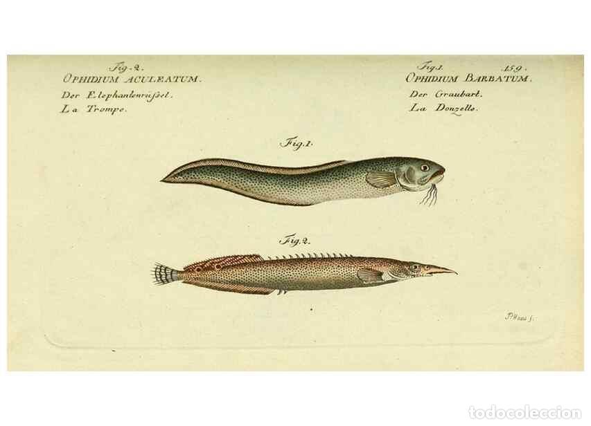 Collezionismo di Riviste e Giornali: Reproducci&oacute;n/Reproduction 49826298837: D. Marcus Elieser Bloch's, aus&uuml;benden Arztes zu Berlin ... Oe