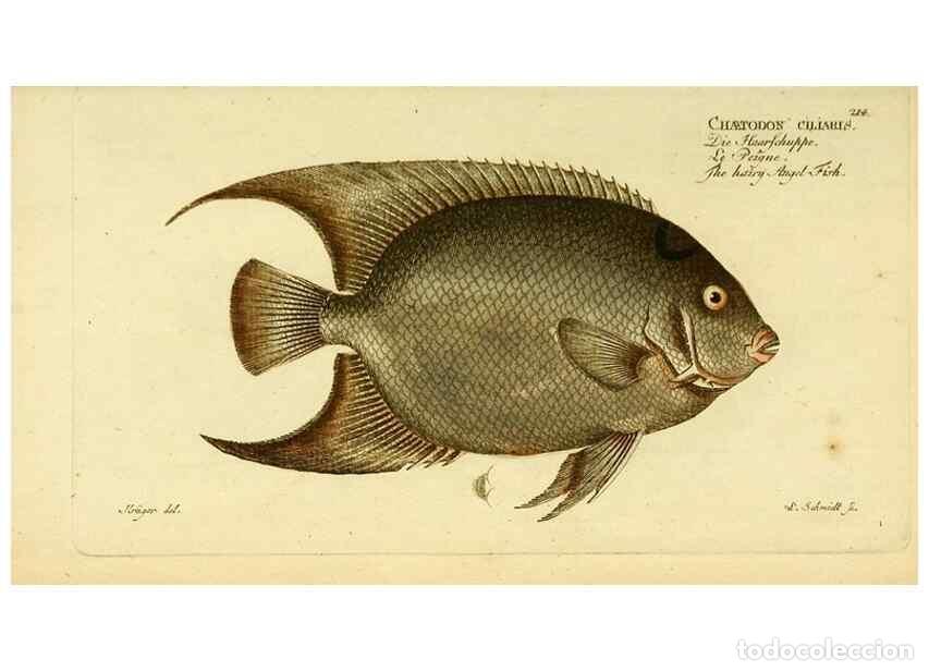 Collezionismo di Riviste e Giornali: Reproducci&oacute;n/Reproduction 49825470873: D. Marcus Elieser Bloch's, aus&uuml;benden Arztes zu Berlin ... Oe