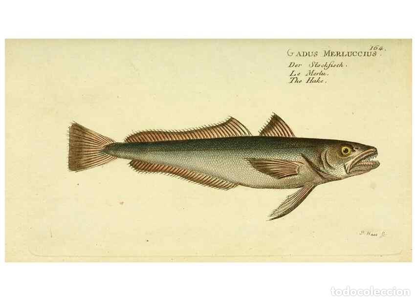 Collezionismo di Riviste e Giornali: Reproducci&oacute;n/Reproduction 49826300712: D. Marcus Elieser Bloch's, aus&uuml;benden Arztes zu Berlin ... Oe