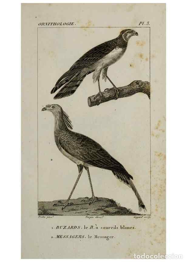 Collezionismo di Riviste e Giornali: Reproducci&oacute;n/Reproduction 49825826163: Trait&eacute; d'ornithologie, ou, Tableau m&eacute;thodique des ordres, sou