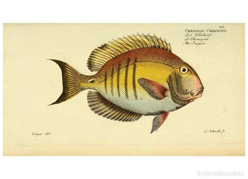 Collezionismo di Riviste e Giornali: Reproducci&oacute;n/Reproduction 49826319612: D. Marcus Elieser Bloch's, aus&uuml;benden Arztes zu Berlin ... Oe