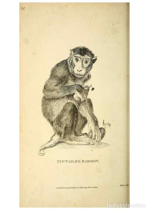 Collection Magazines and Newspapers: Reproducci&oacute;n/Reproduction 49825871293: General zoology, or Systematic natural history. London,Printe