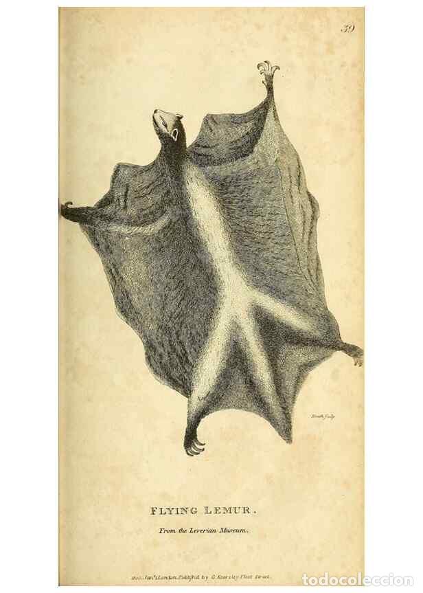 Collection Magazines and Newspapers: Reproducci&oacute;n/Reproduction 49825881173: General zoology, or Systematic natural history. London,Printe