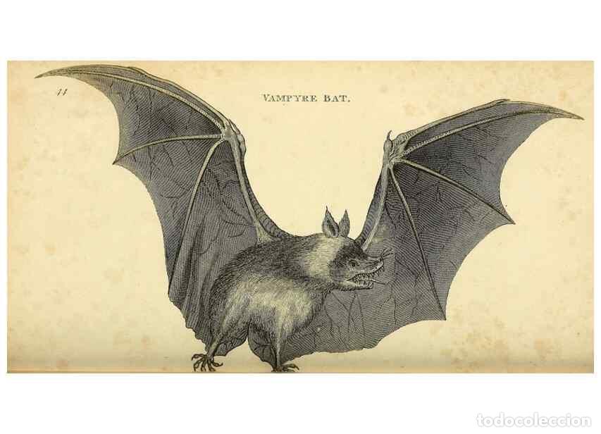 Collection Magazines and Newspapers: Reproducci&oacute;n/Reproduction 49825883908: General zoology, or Systematic natural history. London,Printe