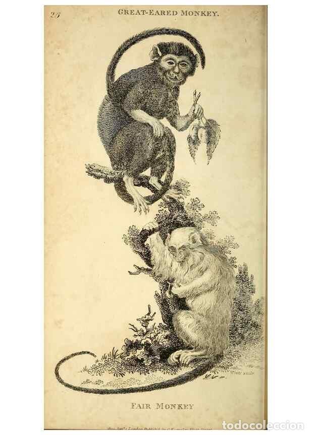 Collection Magazines and Newspapers: Reproducci&oacute;n/Reproduction 49826725862: General zoology, or Systematic natural history. London,Printe