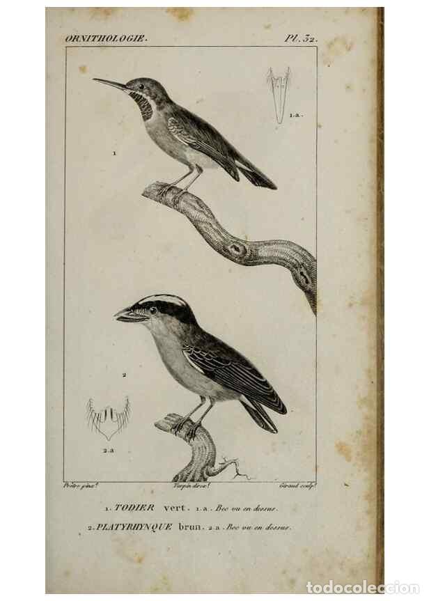 Collection Magazines and Newspapers: Reproducci&oacute;n/Reproduction 49826368601: Trait&eacute; d'ornithologie, ou, Tableau m&eacute;thodique des ordres, sou