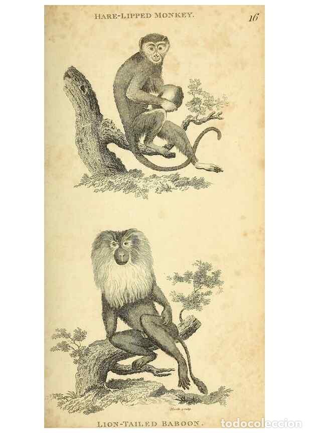 Collection Magazines and Newspapers: Reproducci&oacute;n/Reproduction 49826405676: General zoology, or Systematic natural history. London,Printe