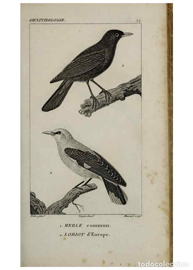 Collection Magazines and Newspapers: Reproducci&oacute;n/Reproduction 49826687837: Trait&eacute; d'ornithologie, ou, Tableau m&eacute;thodique des ordres, sou