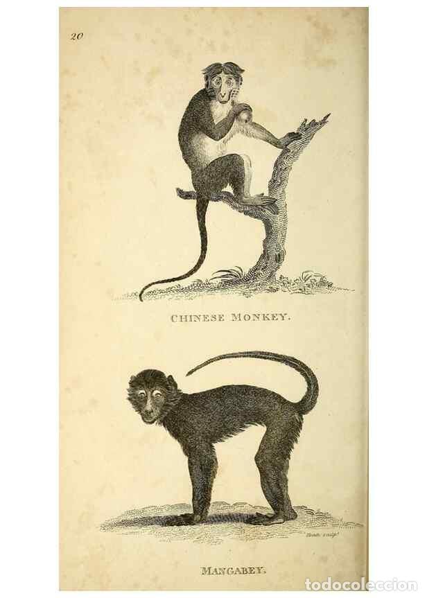 Collection Magazines and Newspapers: Reproducci&oacute;n/Reproduction 49826407386: General zoology, or Systematic natural history. London,Printe