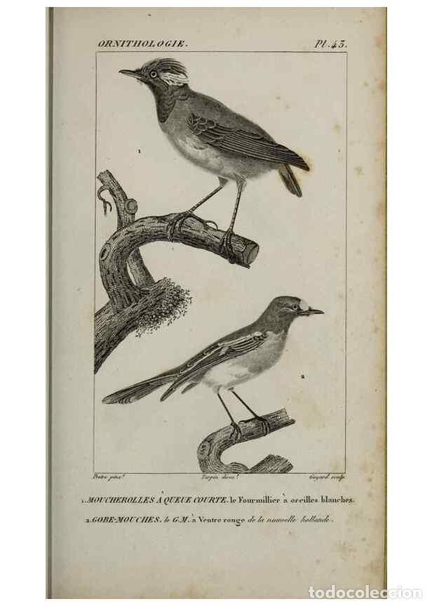 Collection Magazines and Newspapers: Reproducci&oacute;n/Reproduction 49826688927: Trait&eacute; d'ornithologie, ou, Tableau m&eacute;thodique des ordres, sou