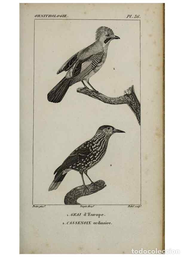 Collection Magazines and Newspapers: Reproducci&oacute;n/Reproduction 49826369636: Trait&eacute; d'ornithologie, ou, Tableau m&eacute;thodique des ordres, sou