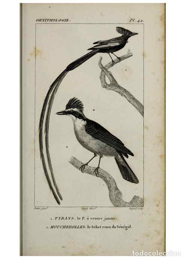Collection Magazines and Newspapers: Reproducci&oacute;n/Reproduction 49826688792: Trait&eacute; d'ornithologie, ou, Tableau m&eacute;thodique des ordres, sou