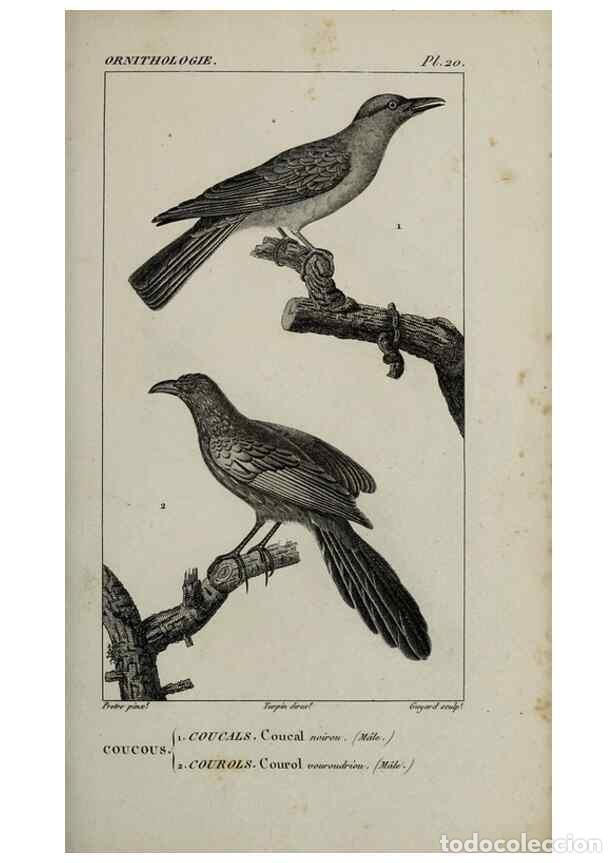 Collection Magazines and Newspapers: Reproducci&oacute;n/Reproduction 49826682632: Trait&eacute; d'ornithologie, ou, Tableau m&eacute;thodique des ordres, sou