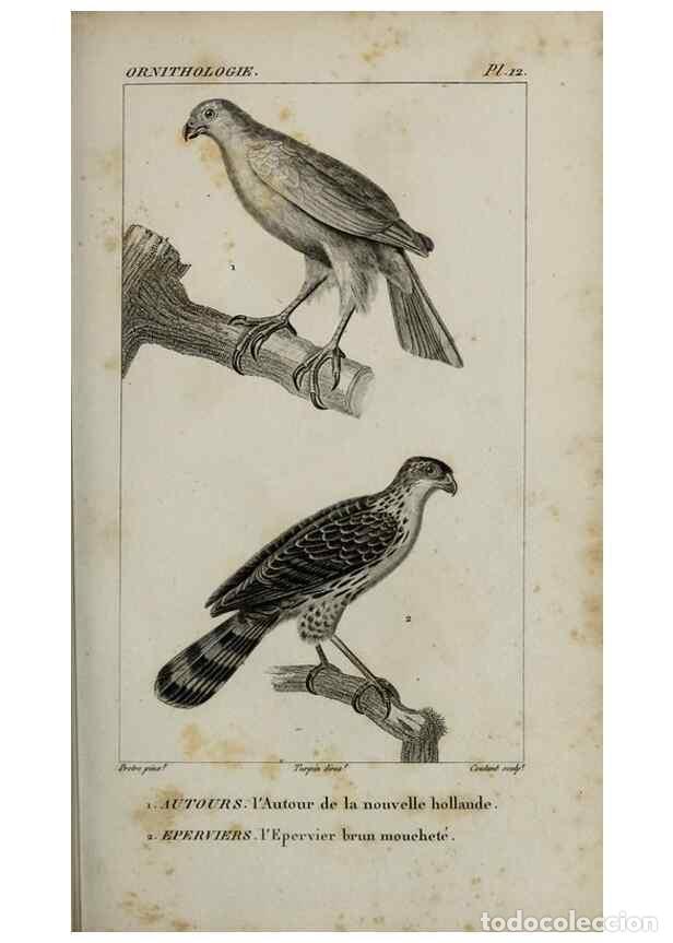 Collection Magazines and Newspapers: Reproducci&oacute;n/Reproduction 49825830498: Trait&eacute; d'ornithologie, ou, Tableau m&eacute;thodique des ordres, sou