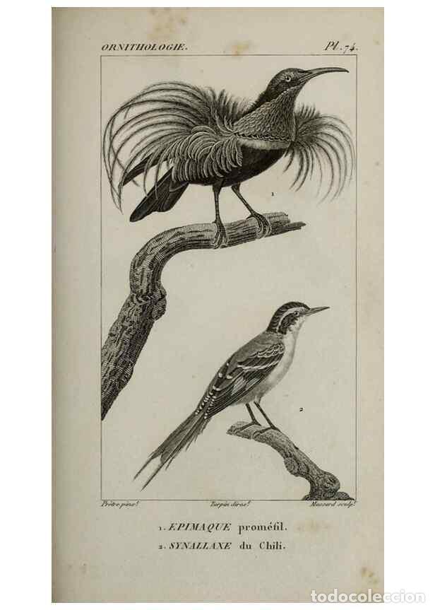 Collection Magazines and Newspapers: Reproducci&oacute;n/Reproduction 49826384431: Trait&eacute; d'ornithologie, ou, Tableau m&eacute;thodique des ordres, sou