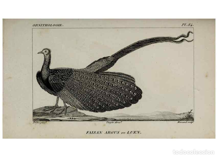 Collection Magazines and Newspapers: Reproducci&oacute;n/Reproduction 49825856943: Trait&eacute; d'ornithologie, ou, Tableau m&eacute;thodique des ordres, sou