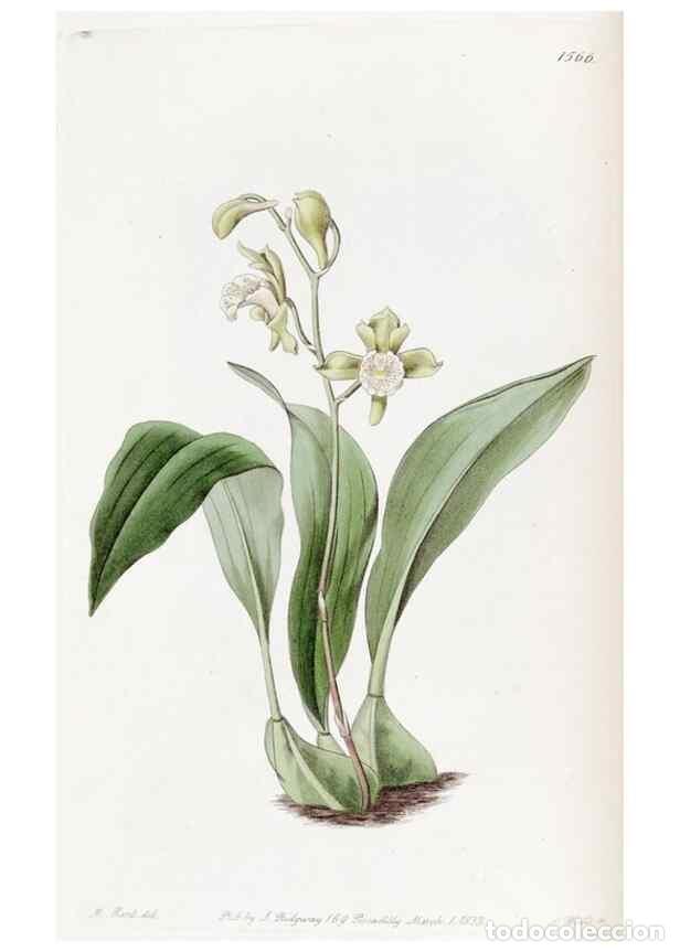 Sammeln von Zeitschriften und Zeitungen: Reproducci&oacute;n/Reproduction 49822389558: Edwards's botanical register.. London :James Ridgway,1829-184