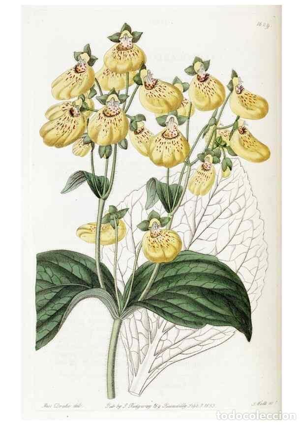 Sammeln von Zeitschriften und Zeitungen: Reproducci&oacute;n/Reproduction 49822940346: Edwards's botanical register.. London :James Ridgway,1829-184