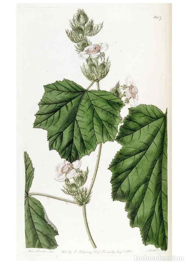 Sammeln von Zeitschriften und Zeitungen: Reproducci&oacute;n/Reproduction 49822405973: Edwards's botanical register.. London :James Ridgway,1829-184