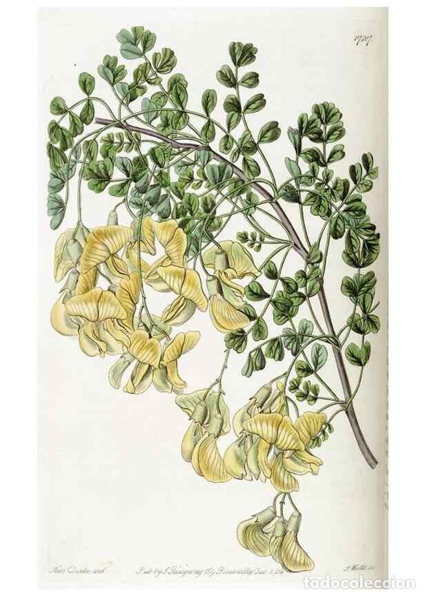 Sammeln von Zeitschriften und Zeitungen: Reproducci&oacute;n/Reproduction 49822164188: Edwards's botanical register.. London :James Ridgway,1829-184