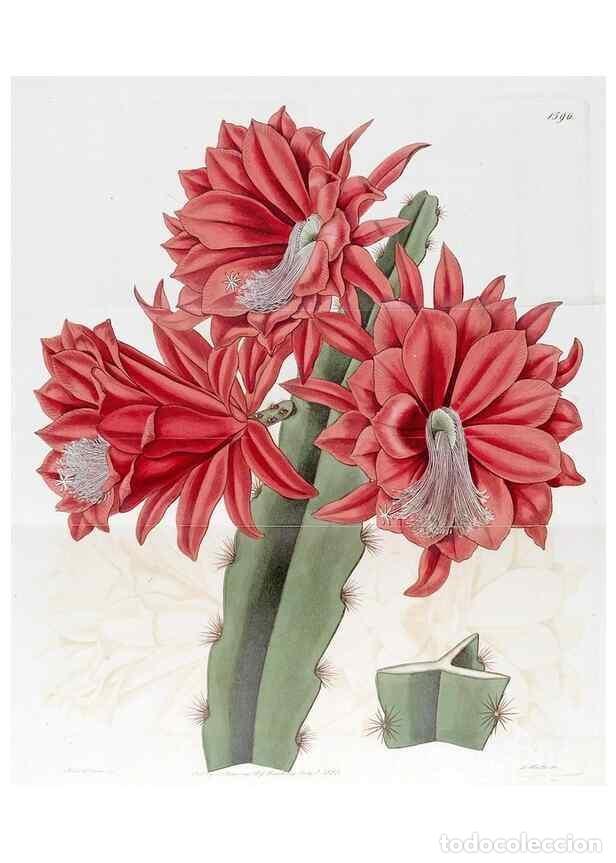 Sammeln von Zeitschriften und Zeitungen: Reproducci&oacute;n/Reproduction 49823252722: Edwards's botanical register.. London :James Ridgway,1829-184