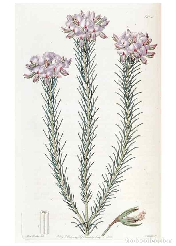 Sammeln von Zeitschriften und Zeitungen: Reproducci&oacute;n/Reproduction 49822936686: Edwards's botanical register.. London :James Ridgway,1829-184